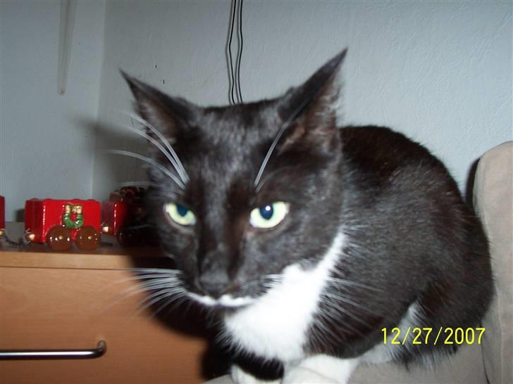 Huskat Mynne - lidt sur ?? billede 2