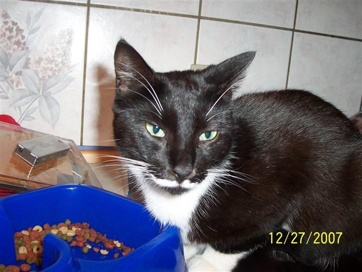 Huskat Mynne - lige midt i maden mor..  billede 3