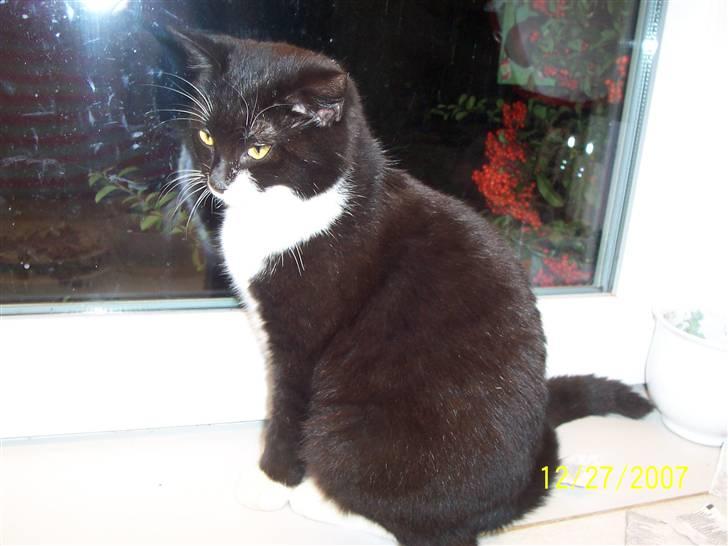 Huskat Lucky - Smukke mis billede 1