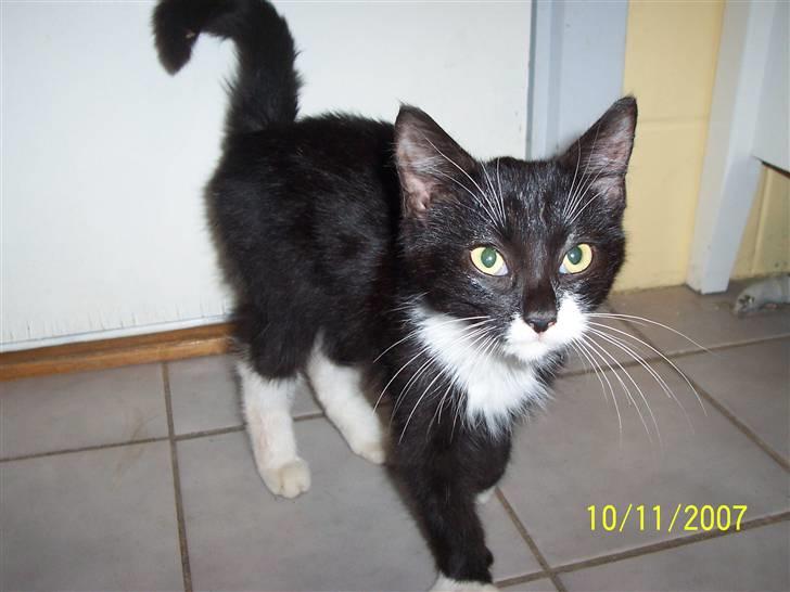 Huskat Lucky - Sådan så lucky ud da jeg fant hende.. billede 2