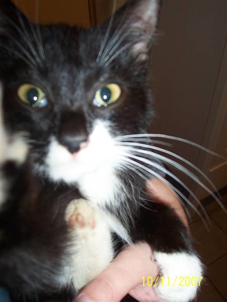 Huskat Lucky - Helt lille og skræmt, men alligevel søgende..  billede 3