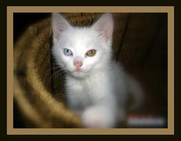 Huskat TILDE DØD - **TILDE** billede 1