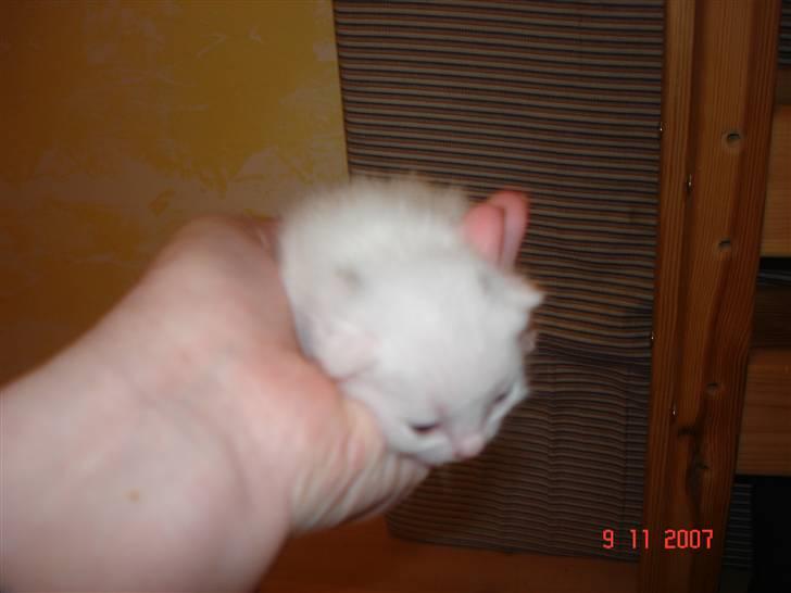 Huskat TILDE DØD billede 2