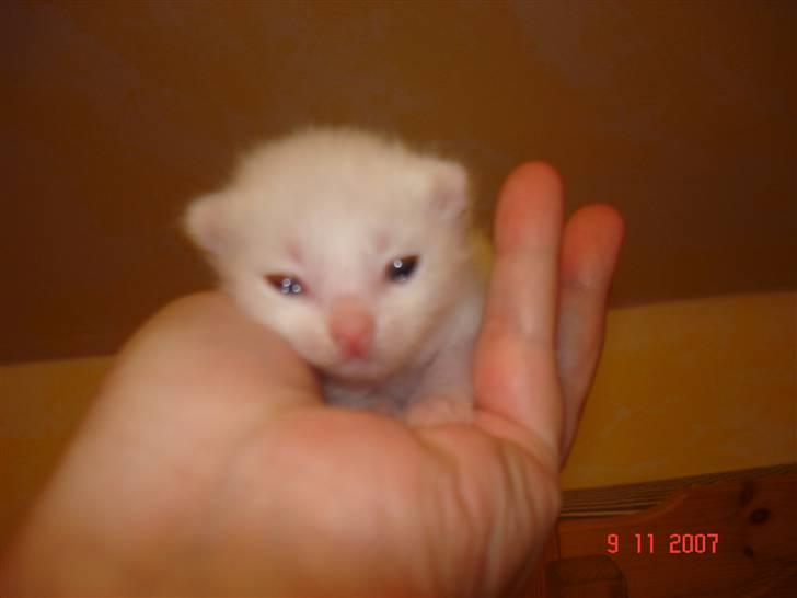 Huskat TILDE DØD billede 3