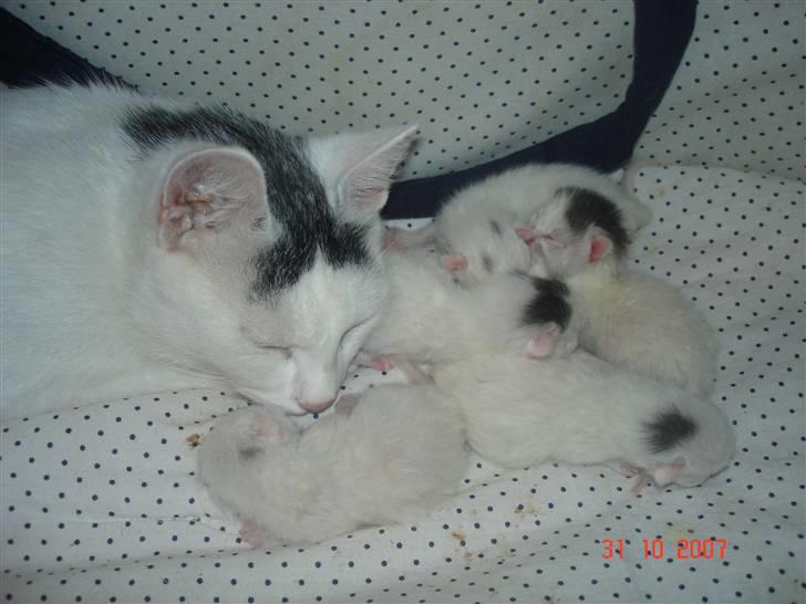 Huskat TILDE DØD - Hygger med mor. billede 4