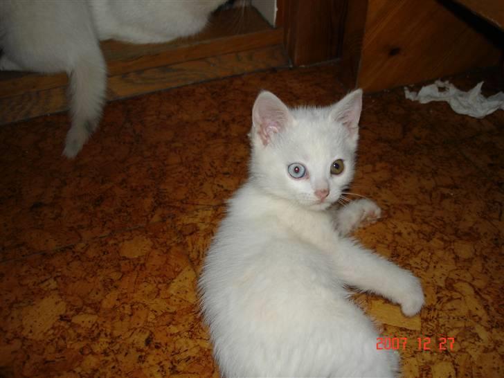 Huskat TILDE DØD billede 5