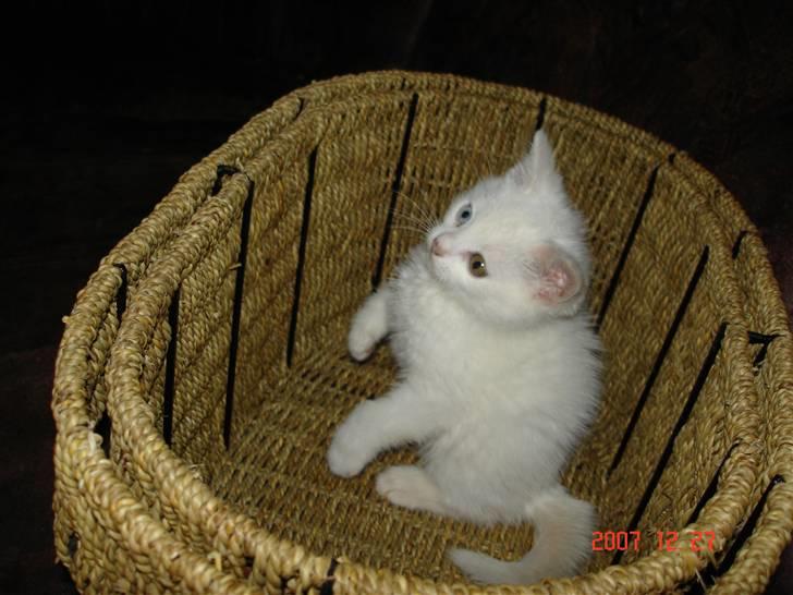 Huskat TILDE DØD - Katten i sækken, du mener vel katten i kurven :-) billede 6