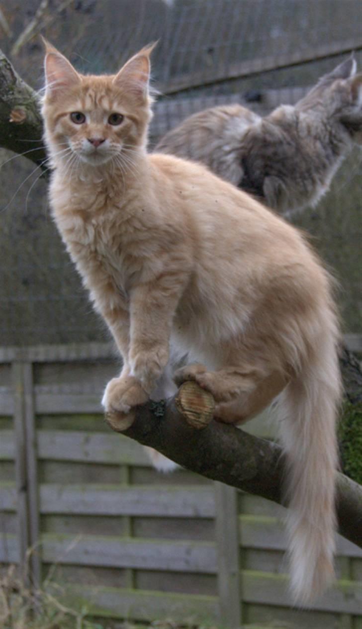 Maine Coon Vingsted´s Cassanova billede 7
