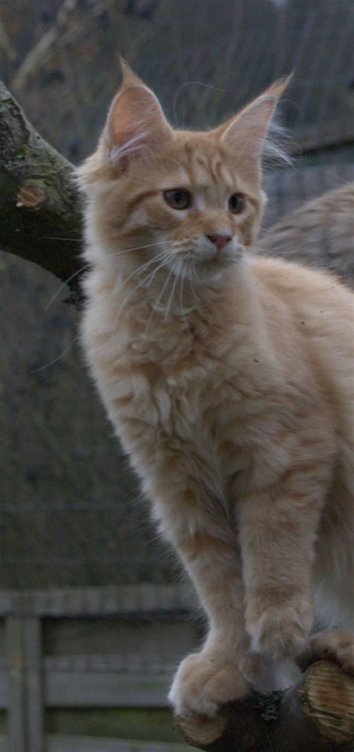 Maine Coon Vingsted´s Cassanova billede 8