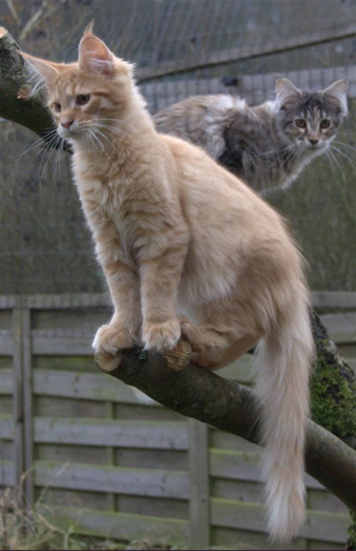 Maine Coon Vingsted´s Cassanova billede 9