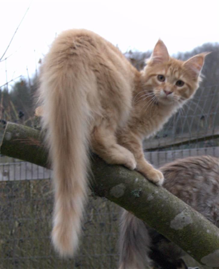 Maine Coon Vingsted´s Cassanova billede 10