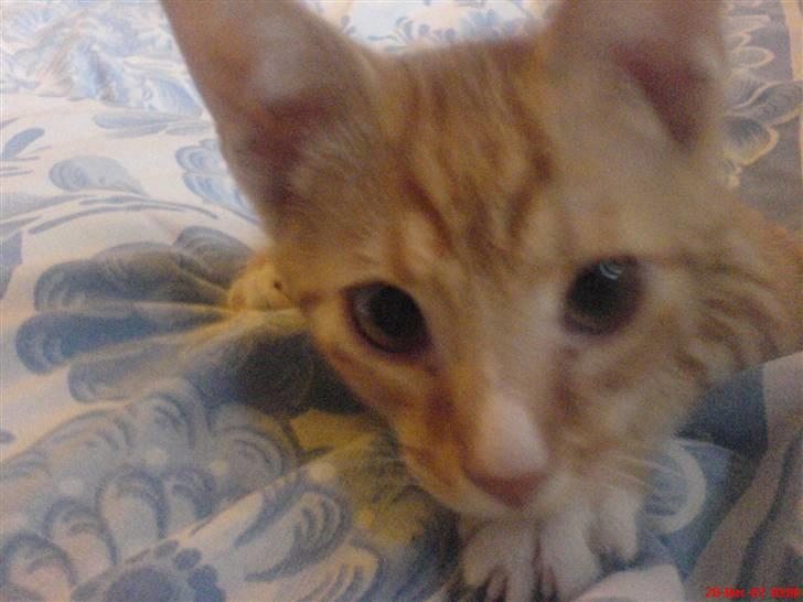 Blanding af racer Mikkel - Så nysgerrig ;b billede 7