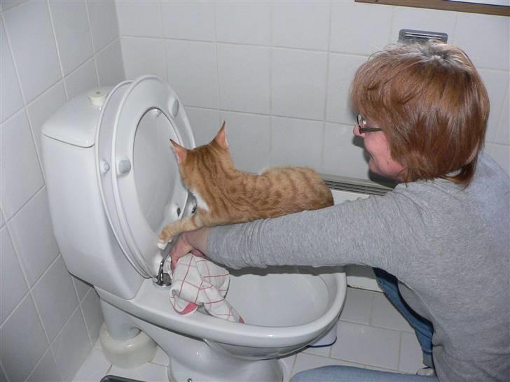 Blanding af racer Mikkel - Det er ej heller nemt at vaske toilet når katten skal være over det hele (; billede 8