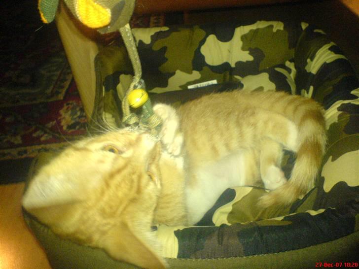 Blanding af racer Mikkel - Mikkel i sin Army/Rambo kurv med hans Army/Rambo legemus ;b billede 9