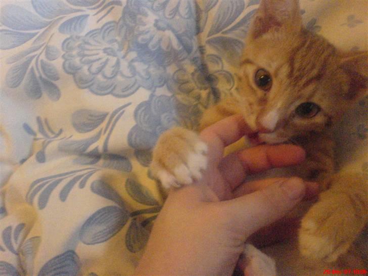 Blanding af racer Mikkel - Mikkel er helt vild med at bide i fingre, og hvis han kan snige sig ind på en og æde ens bløde hud på underarmen er det bare herligt (; billede 10