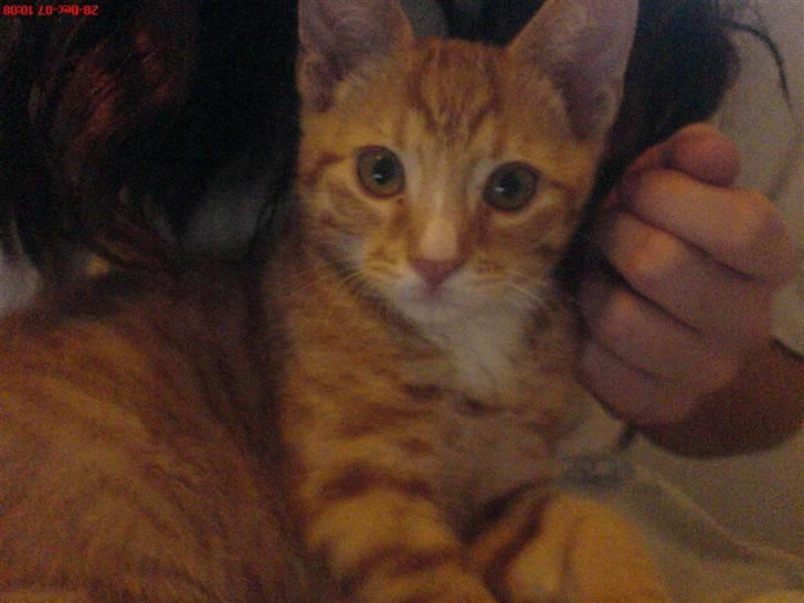 Blanding af racer Mikkel - Hehe. Så fin (; billede 11