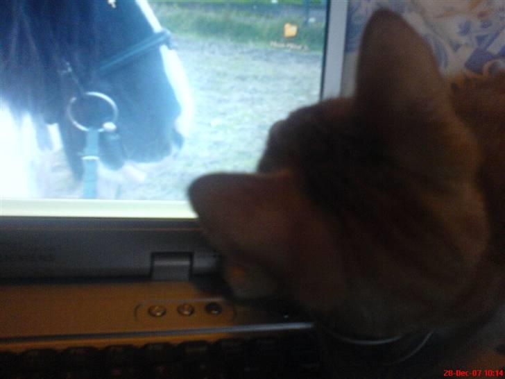 Blanding af racer Mikkel - Han kan bruge lang tid på at se på mit baggrundsbillede på min bærbar (: billede 12