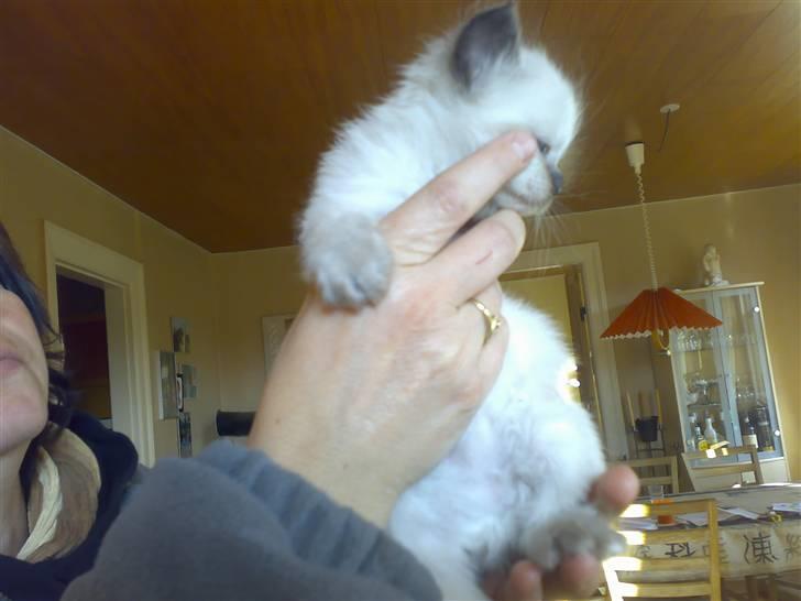 Hellig Birma Tilde billede 1