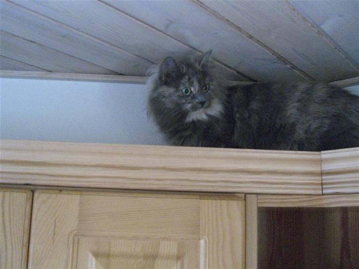 Blanding af racer Fleur R.I.P - Fleur er en klatremis! Her er hun ovenpå køkkenskabene... billede 14