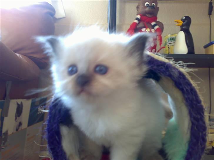 Hellig Birma Tilde billede 2