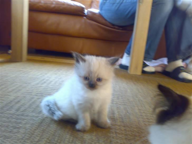 Hellig Birma Tilde billede 3