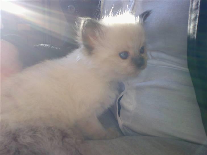 Hellig Birma Tilde billede 4