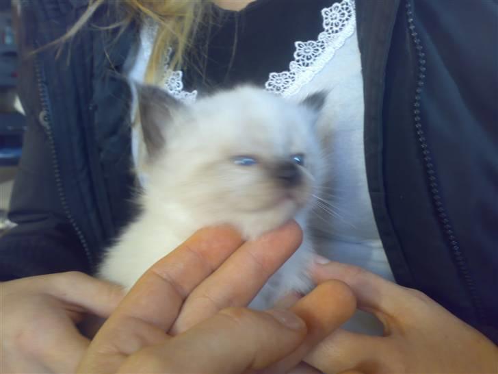 Hellig Birma Tilde billede 5