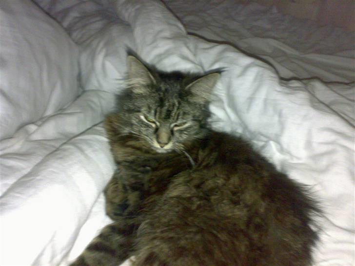 Norsk Skovkat toffi billede 1