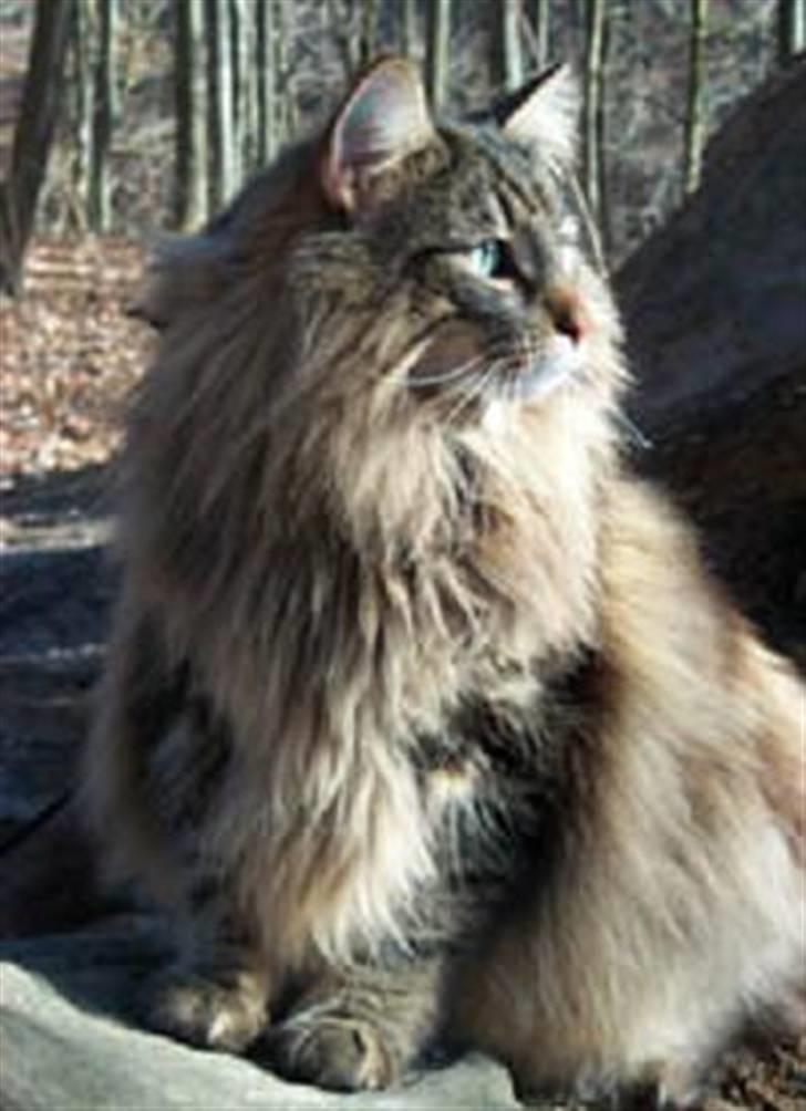 Norsk Skovkat Robin billede 1