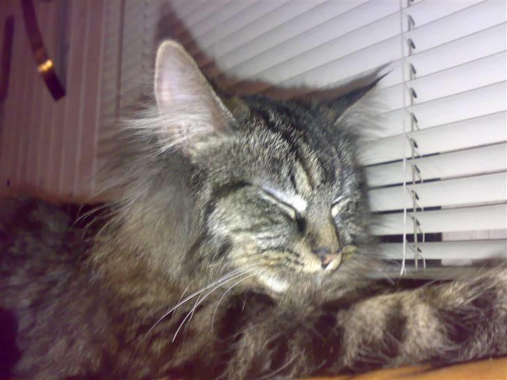 Norsk Skovkat toffi billede 2