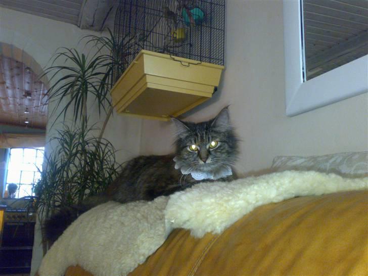 Norsk Skovkat toffi billede 3