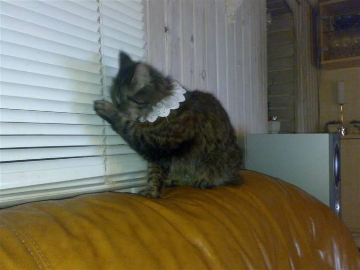 Norsk Skovkat toffi billede 4