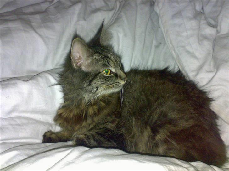 Norsk Skovkat toffi billede 5