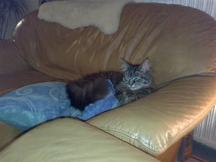 Norsk Skovkat toffi billede 7