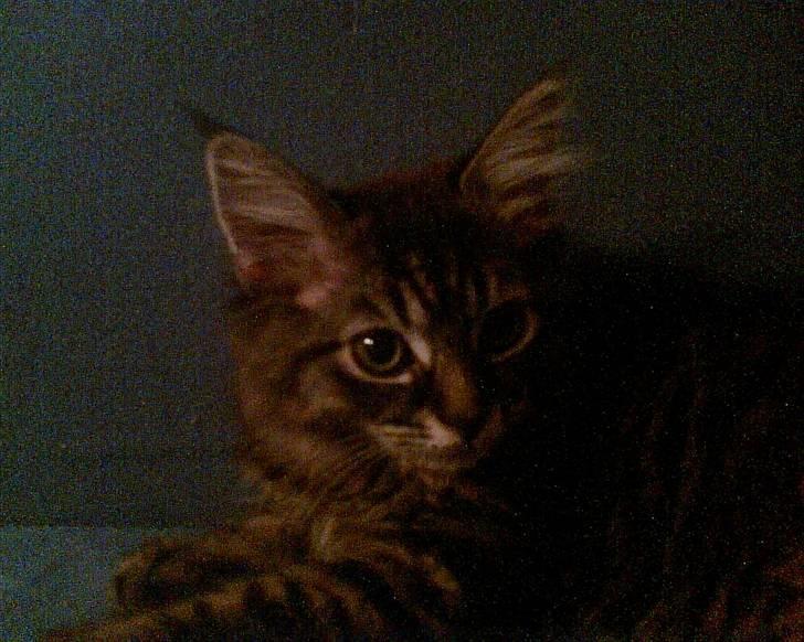 Norsk Skovkat toffi billede 8