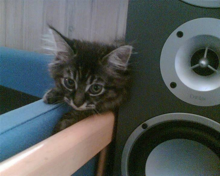 Norsk Skovkat toffi billede 9