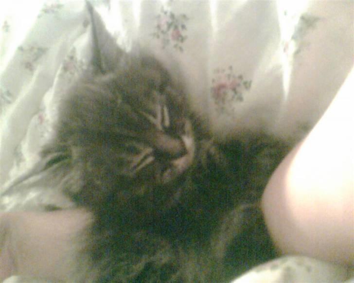 Norsk Skovkat toffi billede 10