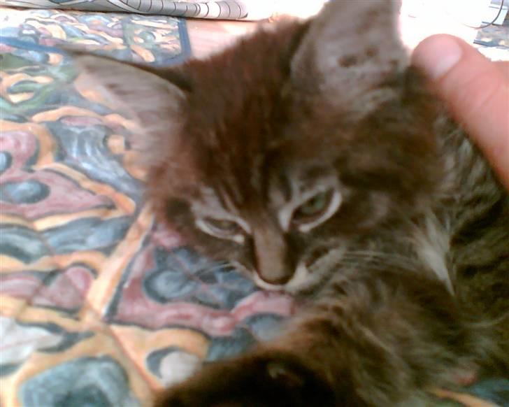 Norsk Skovkat toffi billede 11