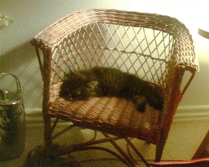 Norsk Skovkat toffi billede 12