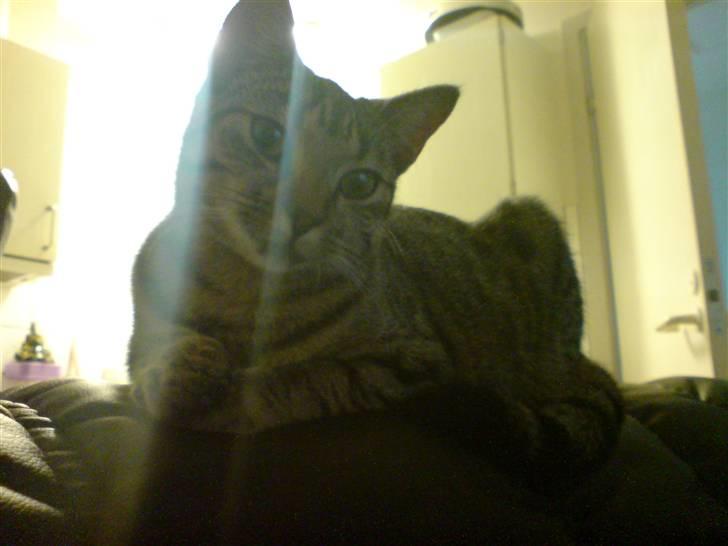 Huskat Mille R.I.P billede 2