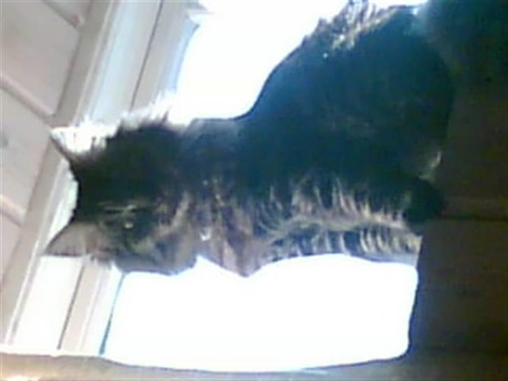 Norsk Skovkat toffi billede 13