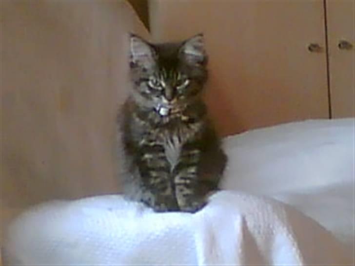 Norsk Skovkat toffi billede 14