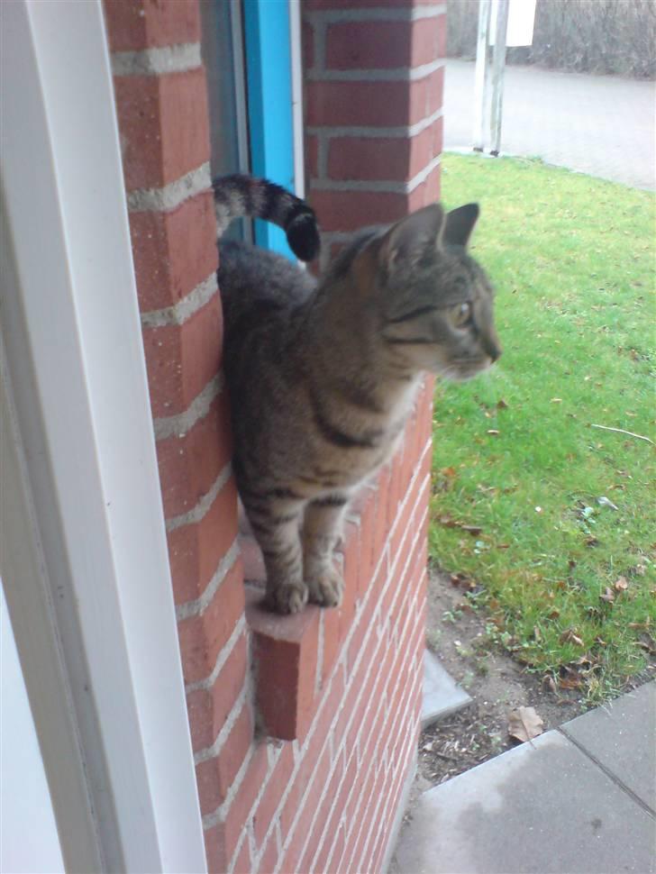 Huskat Mille R.I.P billede 3