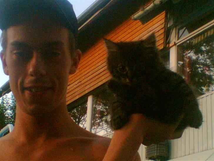 Norsk Skovkat toffi billede 15