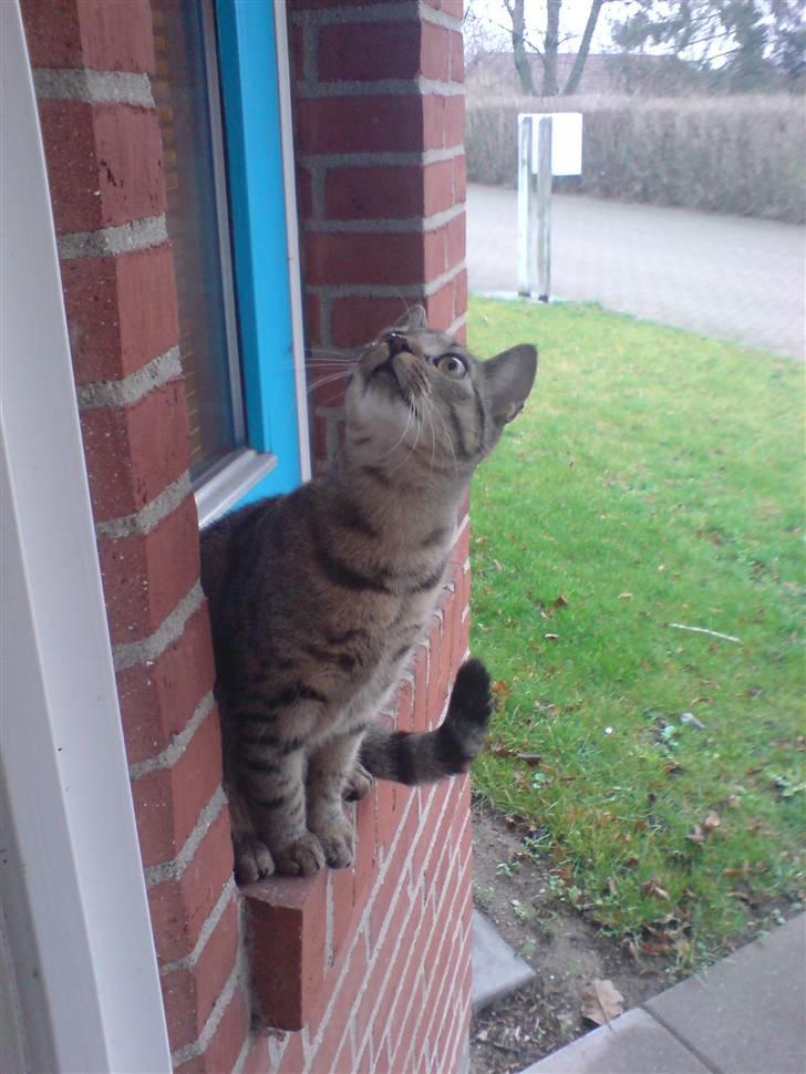 Huskat Mille R.I.P billede 4