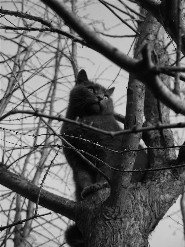 Huskat Trold billede 11