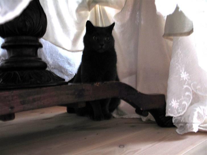 Huskat Trold billede 12