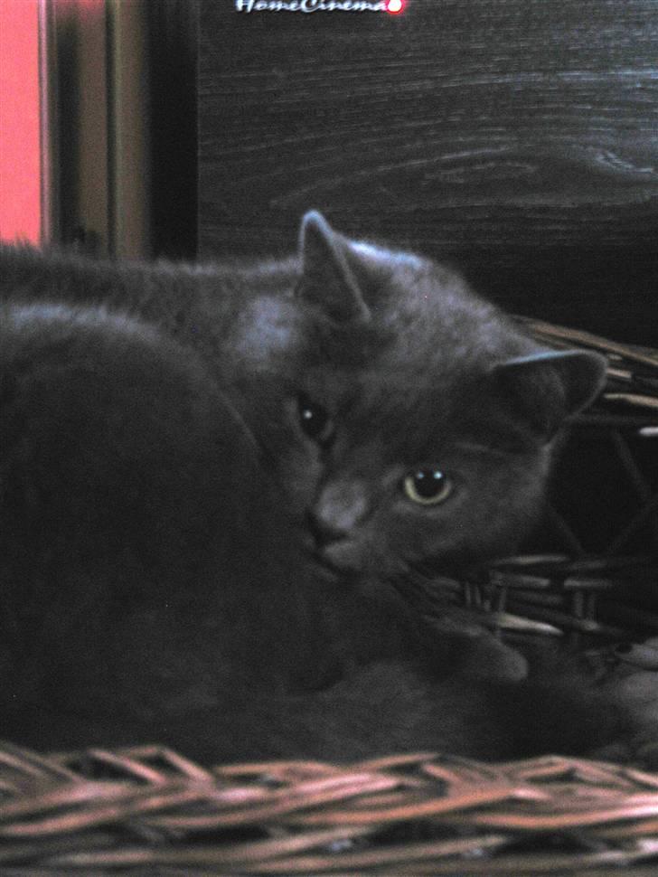 Huskat Trold billede 13