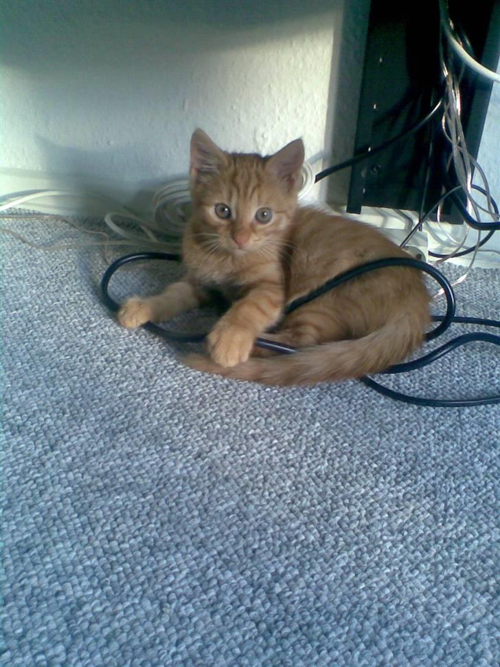 Huskat Frida billede 1