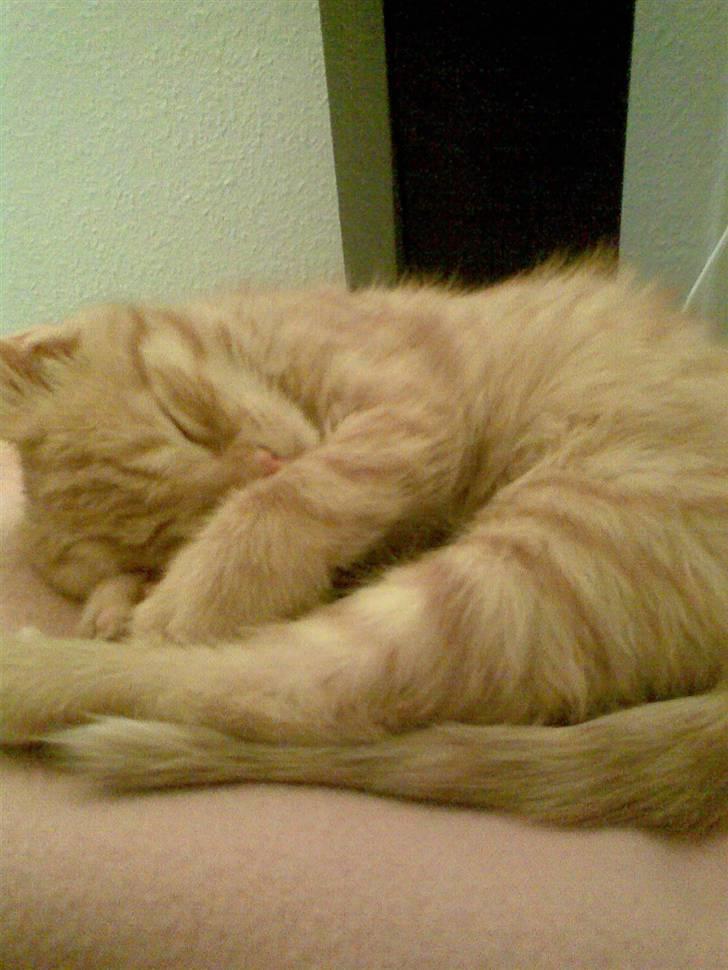 Huskat Frida billede 2